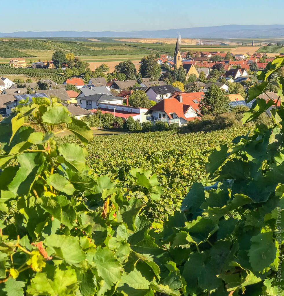 Genuss & Wandern in Rheinhessen Hiwweltour Heideblick in Siefersheim