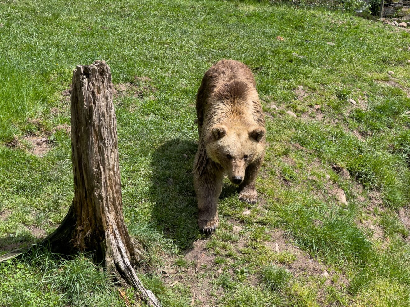 Bärenpark - Arrivano i Grizzly (Les Grizzlys