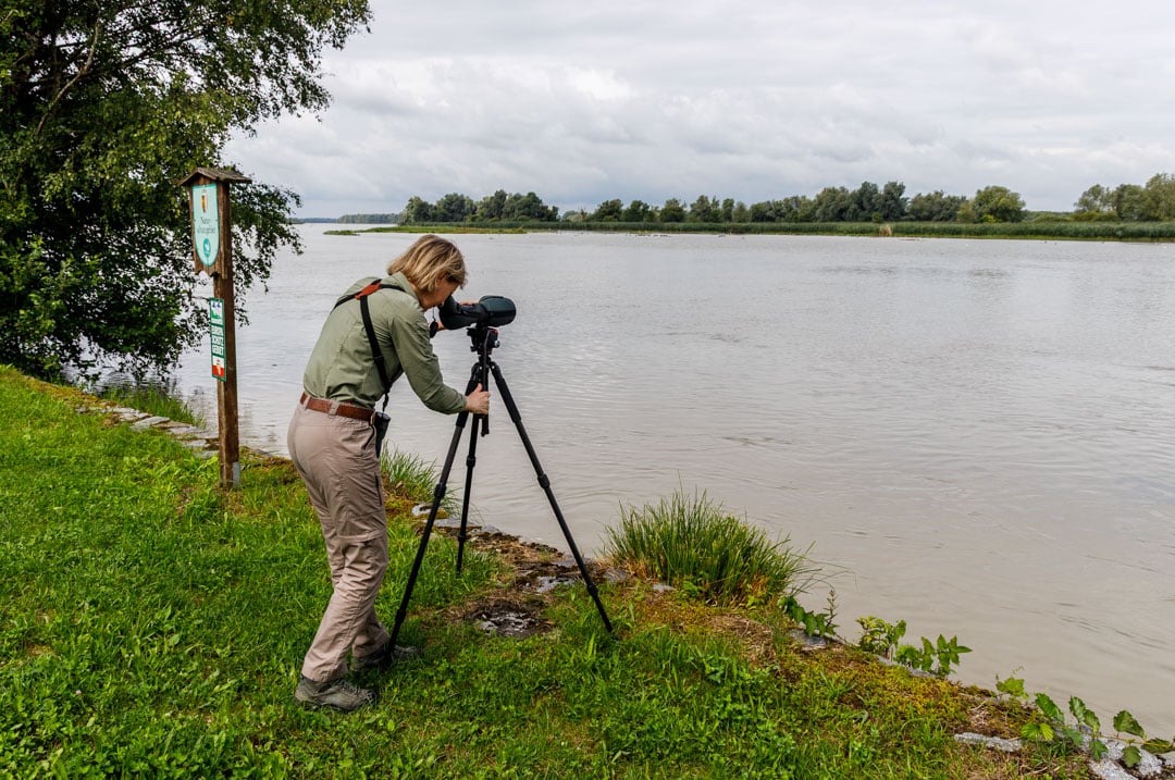 Innviertel: Vogelbeobachtungstour im Europareservat Unterer Inn