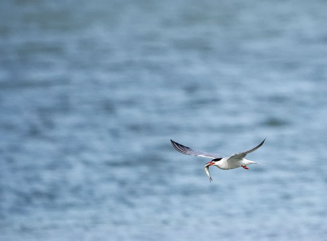 Vogelbeobachtungstour im Europareservat Unterer Inn; Foto: Pietro Bellezza