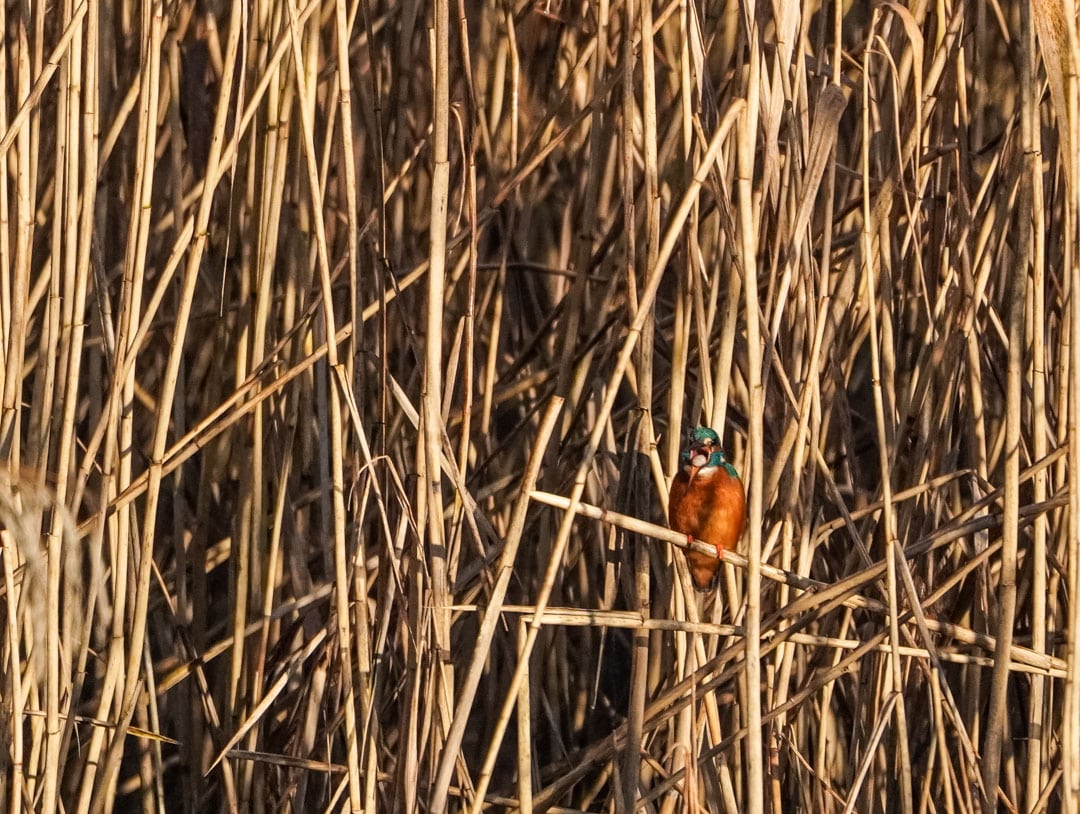 Eisvogel im Schilf, Foto: Pietro Bellezza