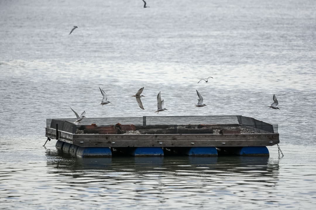Fluss-Seeschwalbenprojekt im Europareservat Unterer Inn; Foto: Florian Billinger